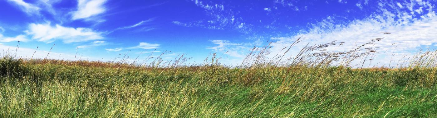 Tall grass blowing eastward in a field with blue sky and blowing clouds